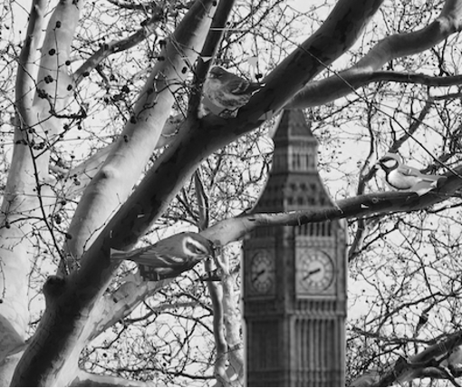 Big Ben and bird