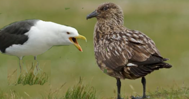 Skua left2